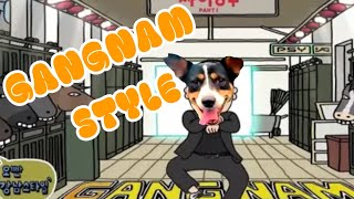 Gangnam Style Dog