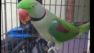 tttttttg