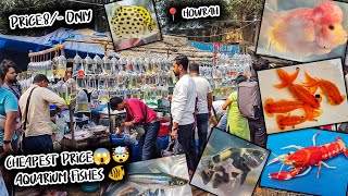 Fish Market | Galiff Street Fish Market Kolkata | Cheap Price | Recent Aquarium Fish Price Update