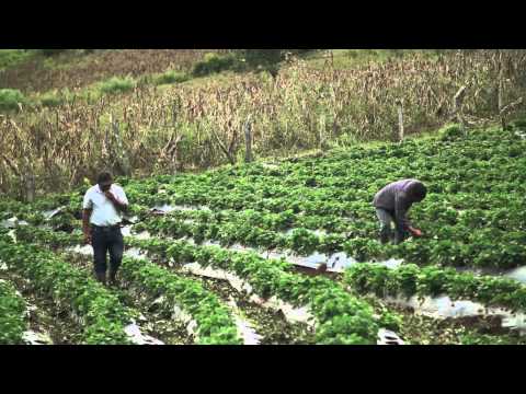 Video: Traditioneel eten en drinken in Honduras