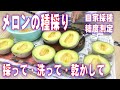 マスクメロンの種採り 採って・洗って・乾かして・保管します メロンの育て方 grow melons