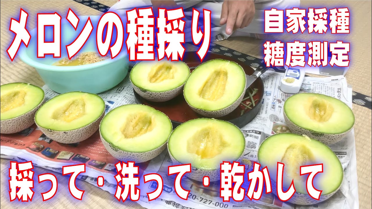 マスクメロンの種採り　採って・洗って・乾かして・保管します　メロンの育て方　grow melons