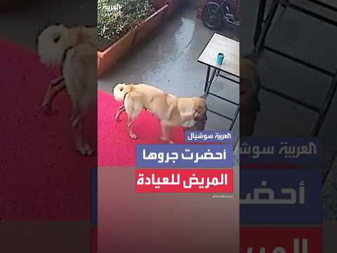 كلبة ت حضر جروها المريض إلى عيادة بيطرية لإنقاذ حياته