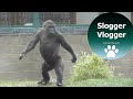 Lope The Gorilla Youngster Has The Most Amazing Human Walk