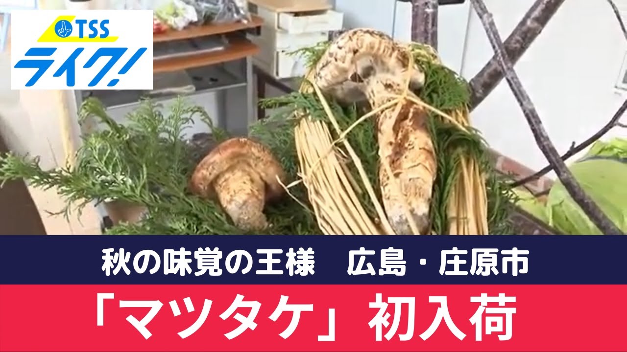 秋の味覚の王様「マツタケ」初入荷 広島・庄原市 (2022/09/29 12:07