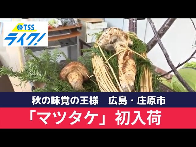 採れたて広島県産　10月25日　採取　松茸　4本　260グラム 秋の味覚の王様「マツタケ」初入荷 広島・庄原市 (2022/09/29 12:07