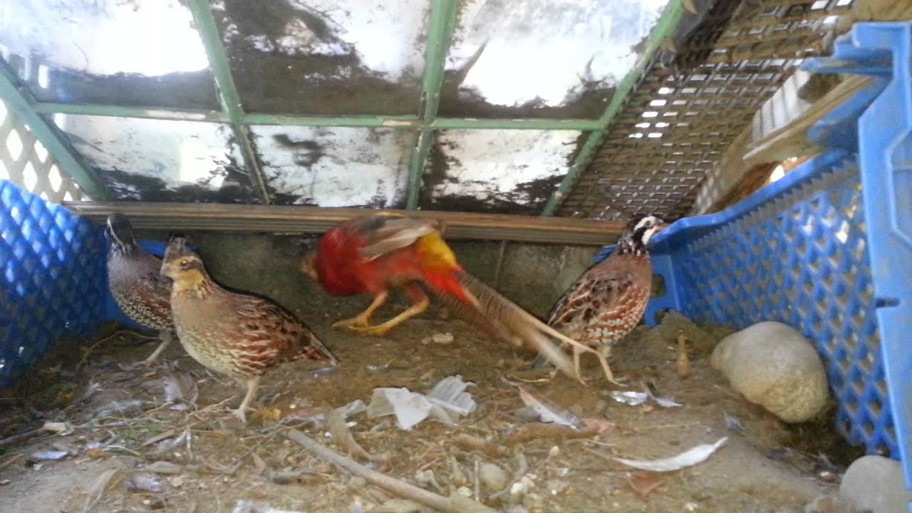 Red Golden Pheasant and Bobwhite Quail 