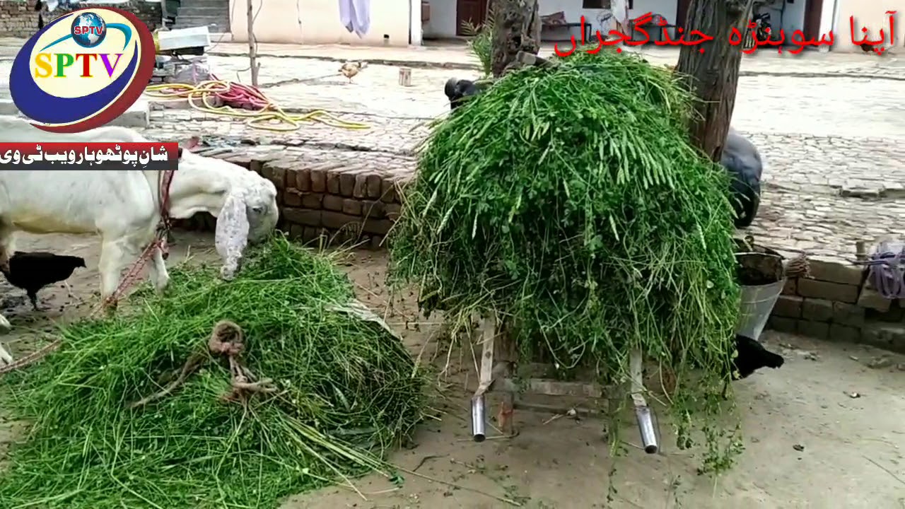 اپنا سوہنا گراں جنڈگجراں تحصیل گوجر خان ضلع راولپنڈی