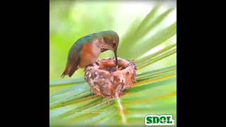 Download Lagu Suara burung prenjak Download Lagu Suara burung prenjak