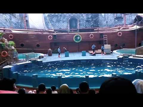 Atraksi Anjing laut di Taman Safari Prigen Pasuruan Jawa Timur | My Heart Will Go On remix dangdut