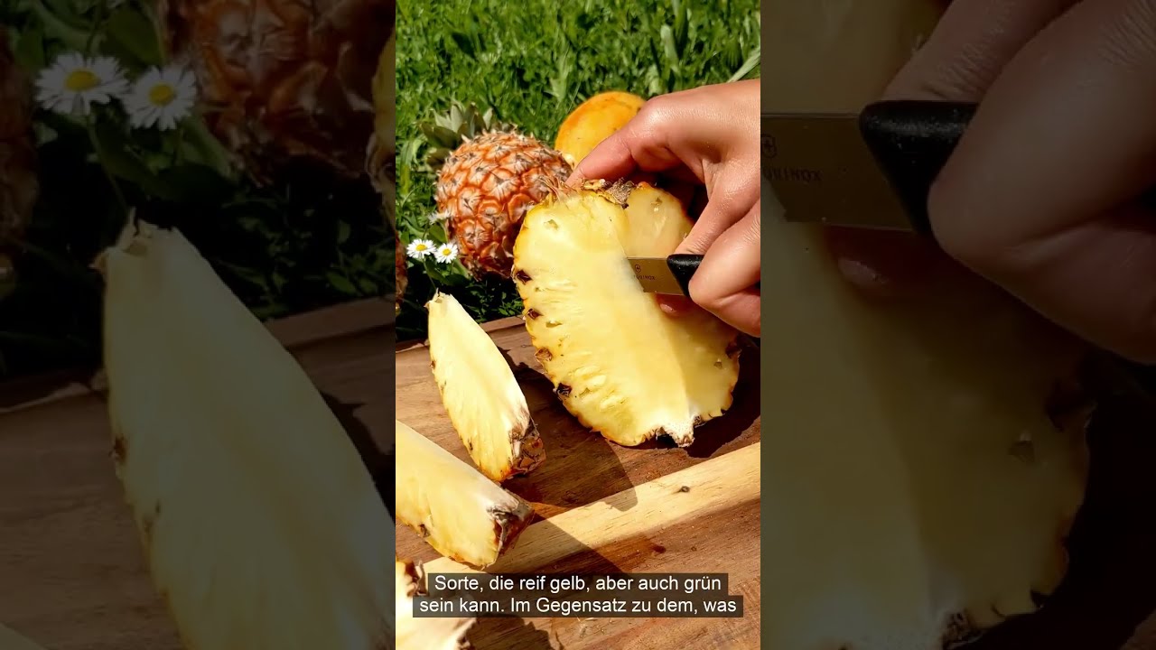 Ananas selber ziehen und ernten aus gekaufter Supermarktananas. Anleitung zur eigenen Pflanze.