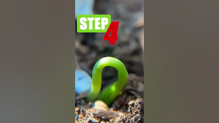 🎄How to Grow a Christmas Tree