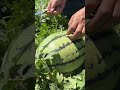 Landscape harvest watermelon fruit #watermelon #fruit #satisfying