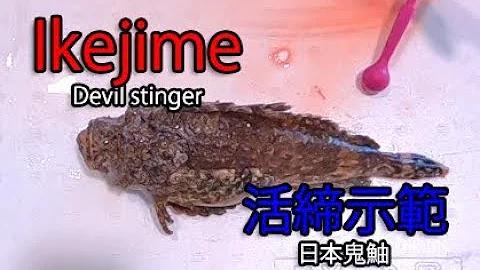 IkeJime method:  How to dispatch and bleed a Devil stinger (OniOkoze)