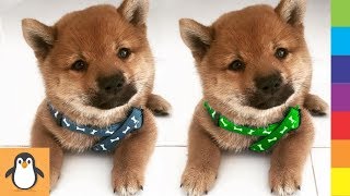 4 Shiba Lovers 👏 Funny and Cute Shiba Inu Dogs Videos Compilation by PIGO 281 views 4 years ago 11 minutes, 52 seconds