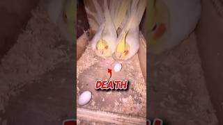 Ay key ho Gaya ! 😣 #shortsfeed  #birds #pets