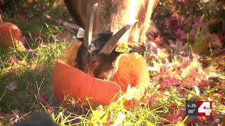 Don‘t throw away your jack-o’-lantern - compost it for free or right in your yard