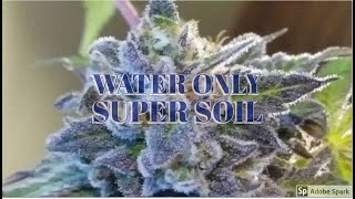 EASY Water Only Super Soil *Update | HOBBY420 | 2020
