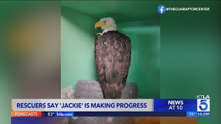 Rescuers say 'Jackie' the eagle is making progress