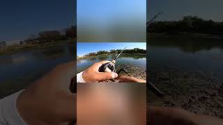Fishing around dying vegetation‼️ #texas #bassfishing #fishhardprayharder