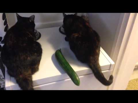Video: Lemmikkimyytit: Ovatko Mustat Kissat Epäonnea?