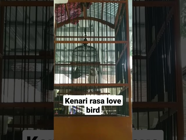 kenari gacor isian lovebird class=