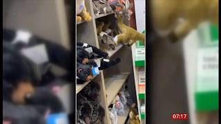 Real-life possum found hiding in soft-toy display at Tasmanian airport (fun story) (2) (Australia) screenshot 1