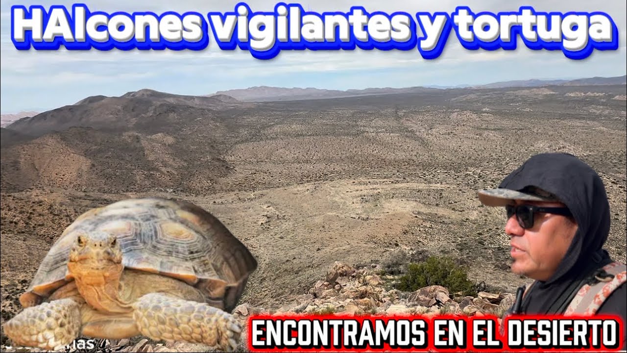 Desierto peligroso halcones vigilantes y tortuga encontramos en esta aventura 
