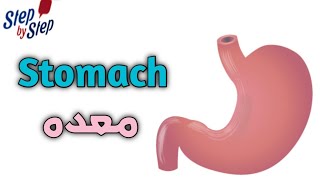 نطق كلمة Stomach  معدة 🗣️