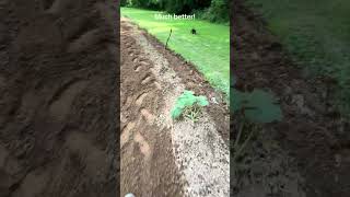 Beating the weeds back out of the garden after all this rain. #gardening #troybilt #farmlife