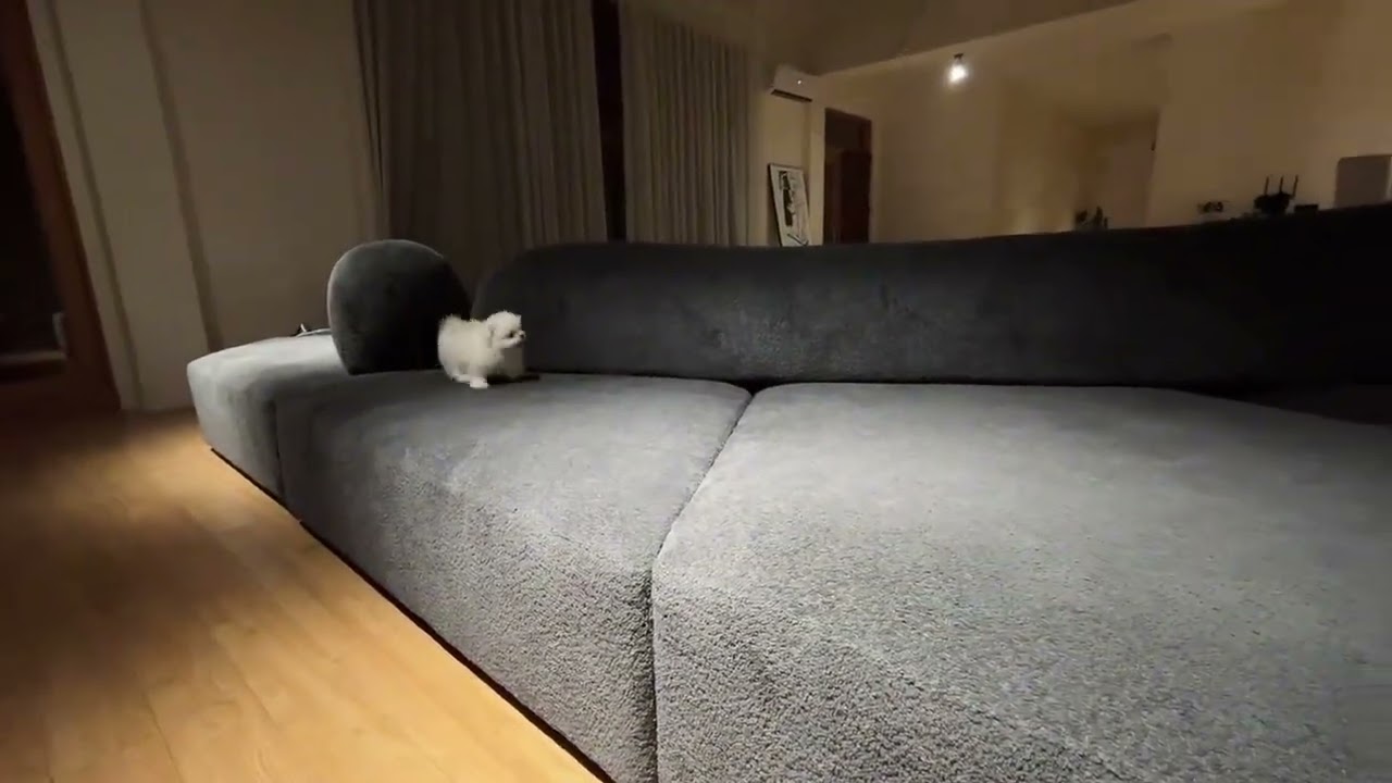 Fasten your battery little dog 