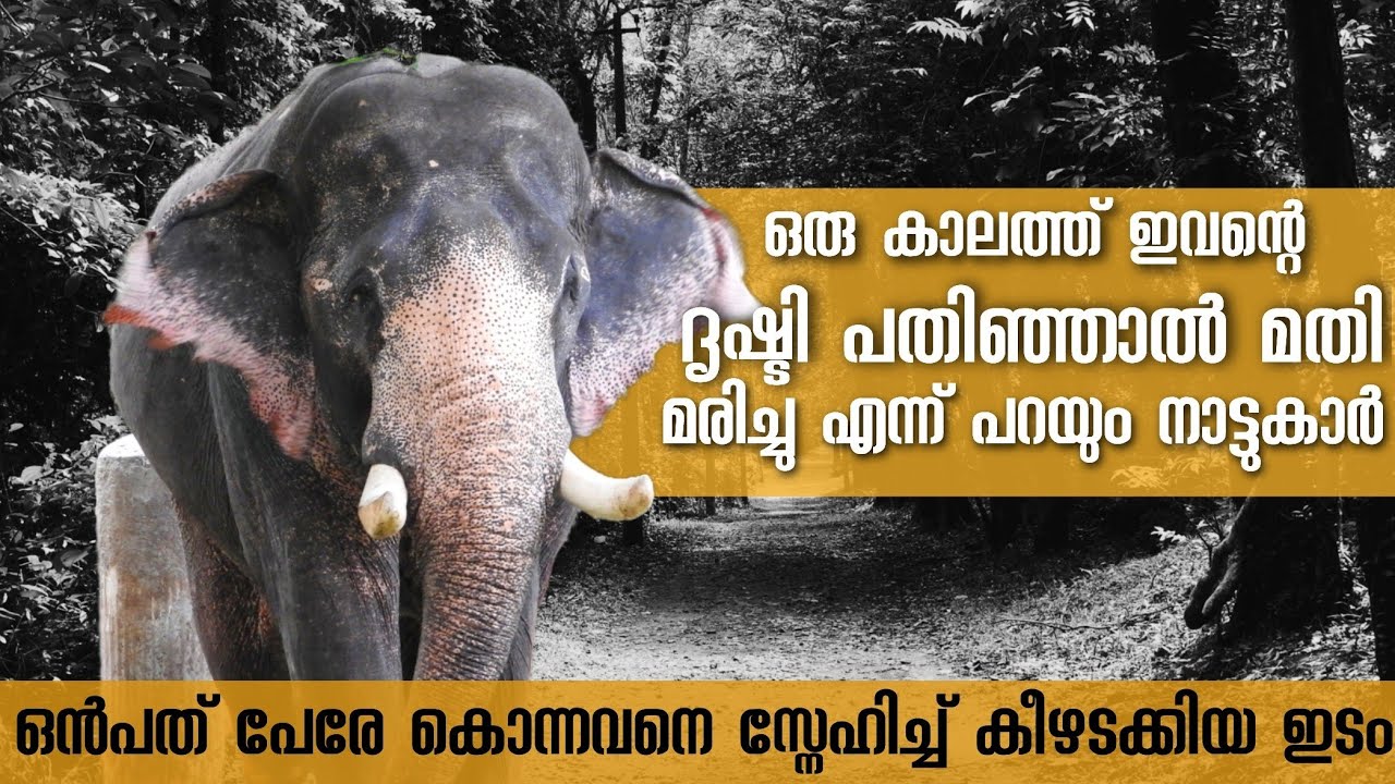 പീലാണ്ടി ചന്ദ്രു എന്ന കൊലകൊല്ലി |  Kodanadu Elephant Trainingcentre #arunkumarpurakkattu