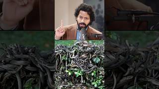 🚨This ISLAND Is BANNED🏝🤯