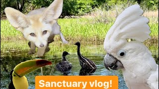 Foxes, prairie dogs, parrots, emus, sanctuary vlog!