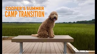 Watch Cooper the GoldenDoodle puppy transition from not minding to a very obedient, happy pup! by Off Leash K9 Training of the LowCountry 276 views 3 years ago 7 minutes, 9 seconds