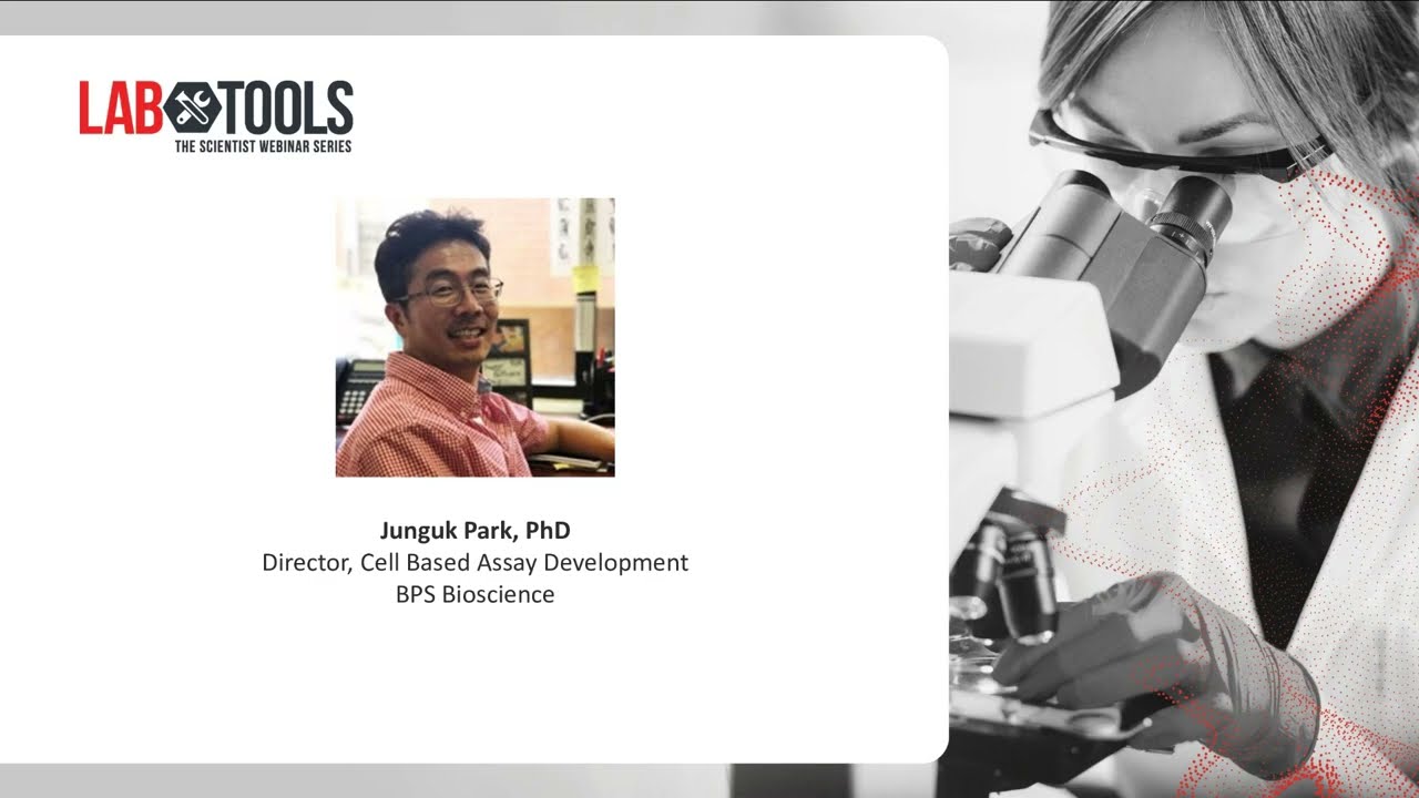 Reporter Cell Line Development and Optimization for High Throughput Screening