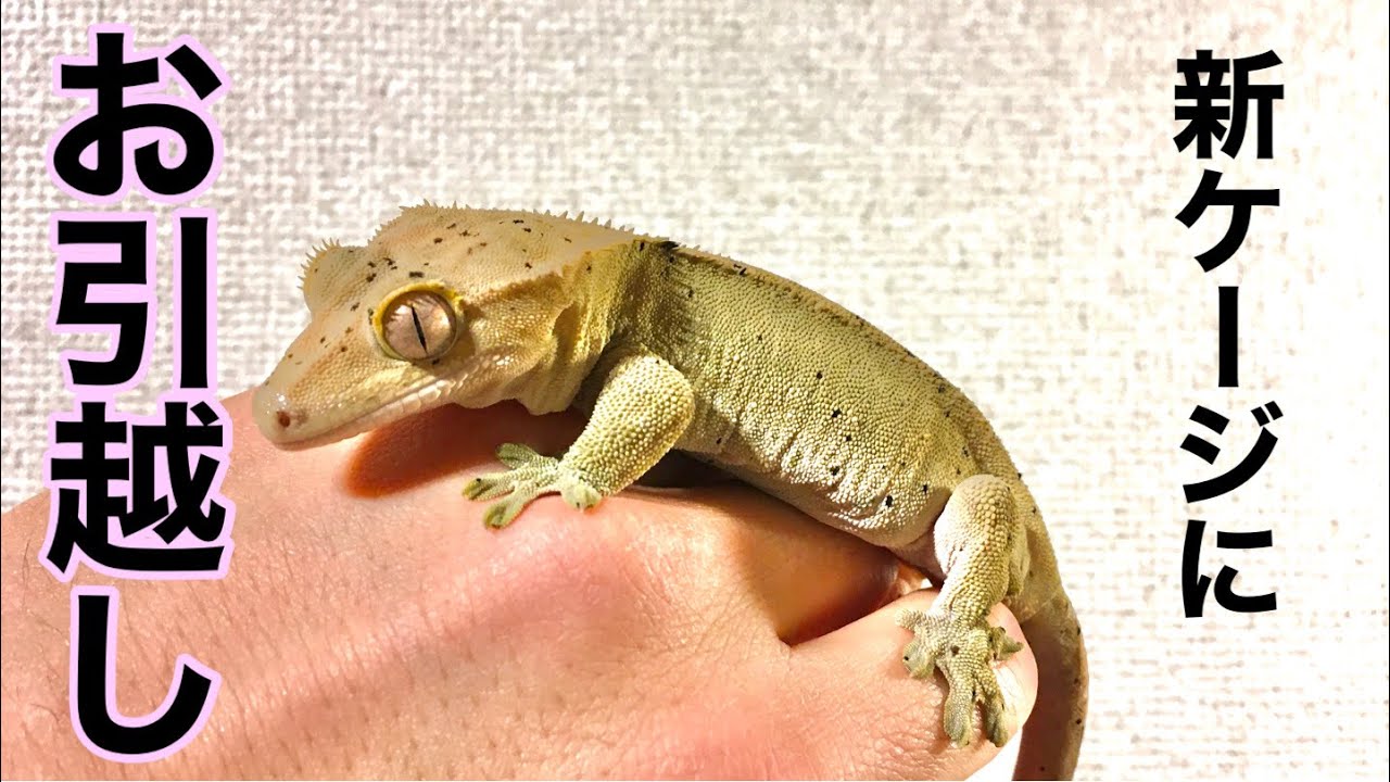 新ケージ】クレステッドゲッコーの新たな飼育環境をレイアウト