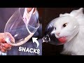 Cats vs Wine Glass Compilation