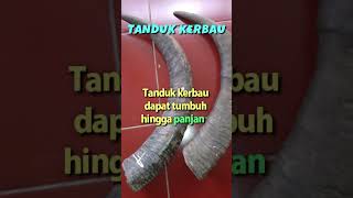 Tanduk Kerbau  Buffalo Horn shorts