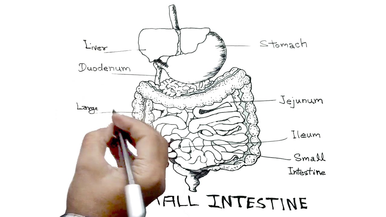 Small Intestine Diagram Drawing