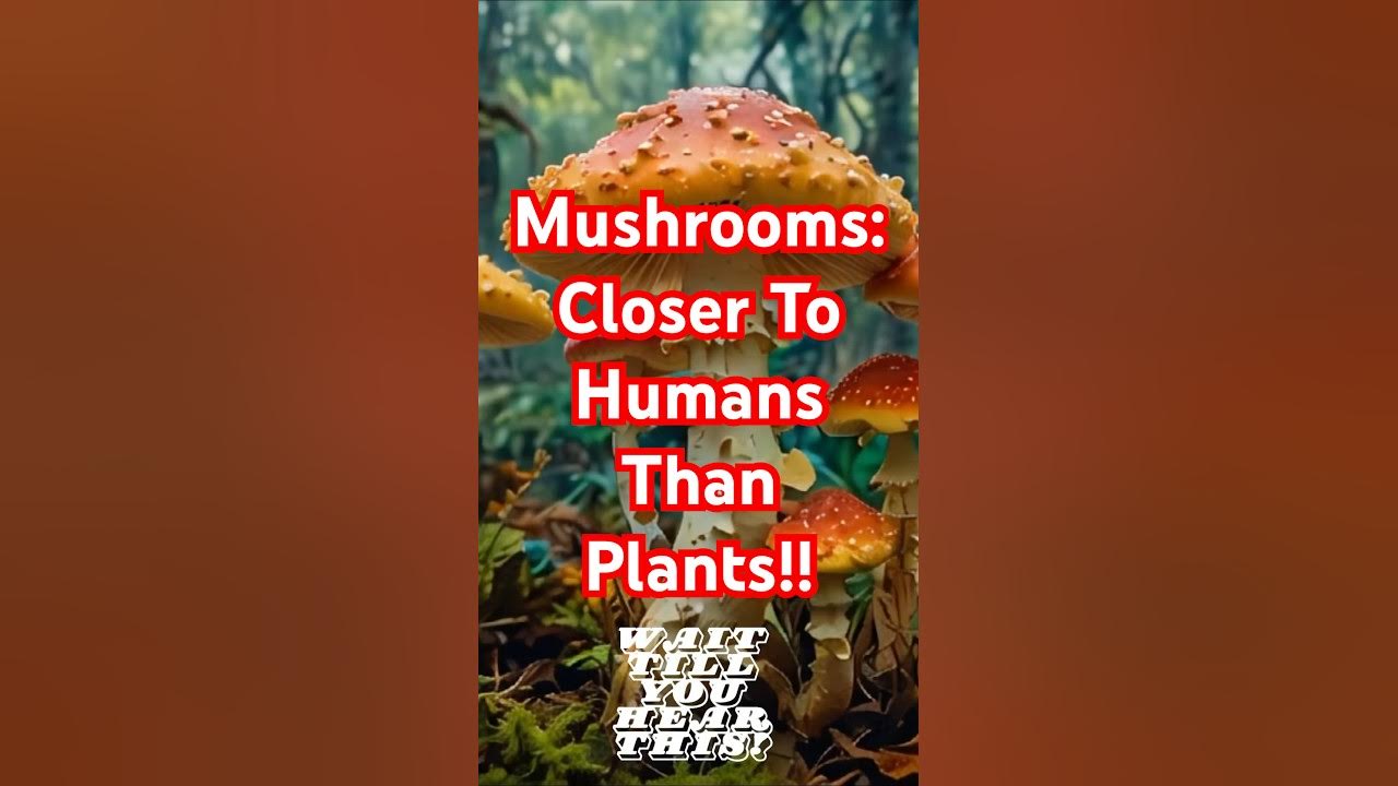 Mushrooms are more closely related to humans than they are to plants