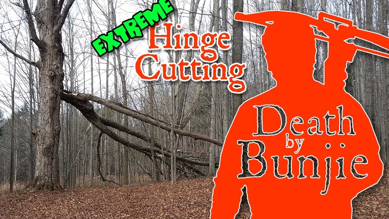 EXTREME Hinge Cutting Trees for Deer YouTube