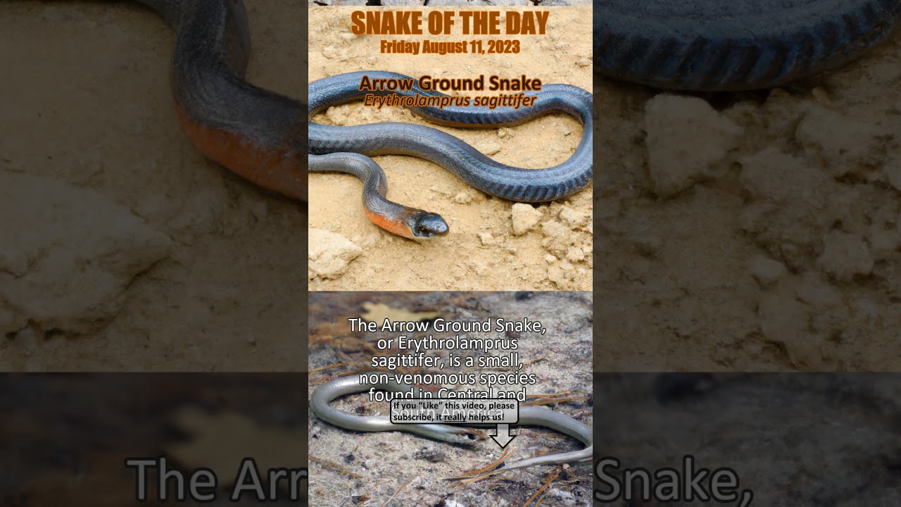 2023-08-11 Arrow Ground Snake