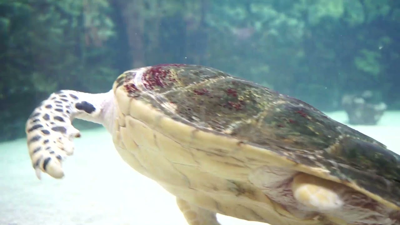 a Visit to Sealife Aquarium park at grapevine Texas