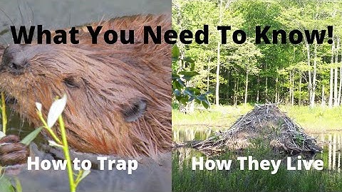 Beaver Facts! How They Live & How to Trap!