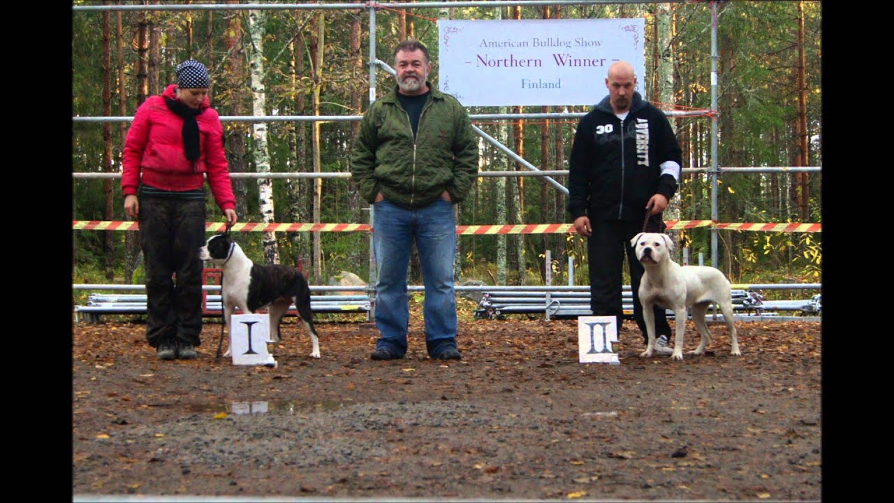 NKC american bulldog Show YouTube