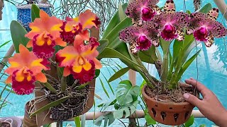 How to care for Cattleya orchids so they flower quickly
