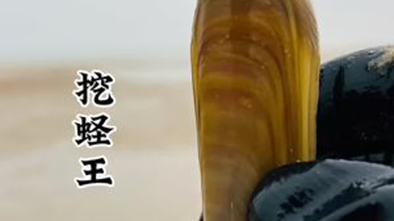#赶海的乐趣 #创作者中心 #创作灵感 #抖音新农人 #新农人计划2026 冬季的巨潮来了，阿亮赶海挖到了好多的蛏王，还有各种各样的海洋生物