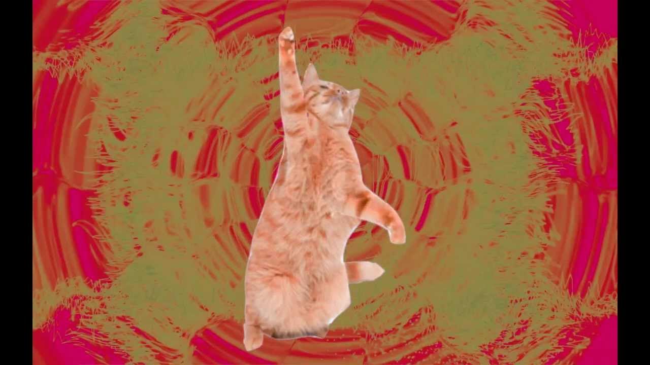 Catstep (Dubstep Cats) YouTube