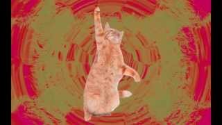 Catstep (Dubstep Cats)